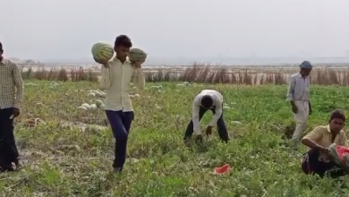 Photo of तपती हुई रेत में WATERMELON तैयार कर रहे किसान जो गर्मी के मौसम में किसी अमृत से कम नहीं है