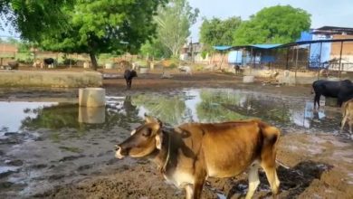 Photo of यूपी : बारिश के चलते गोशाला में हुआ जलभराव, गोवंश की हुई मौत